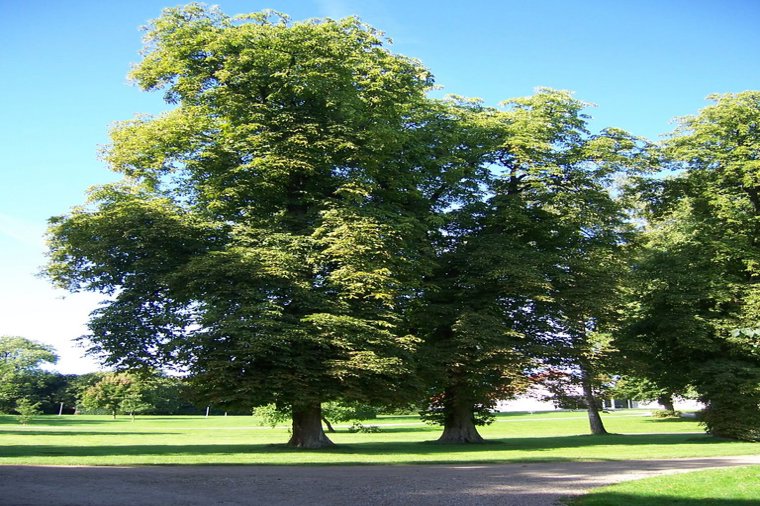Åbningstider for An Ounce Fiona – Hvornår er der åbent og lukket? - 1