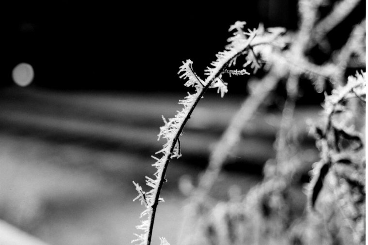 Åbningstider for Buddy Leg Kolding – Hvornår er der åbent og lukket? - 2