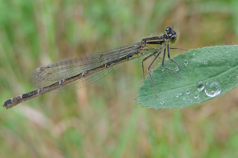 Åbningstider for Frellsen Chokolade – Hvornår er der åbent og lukket? - 1