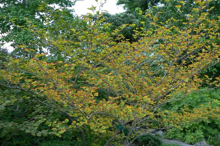 Åbningstider for Irma København K – Hvornår er der åbent og lukket? - 1