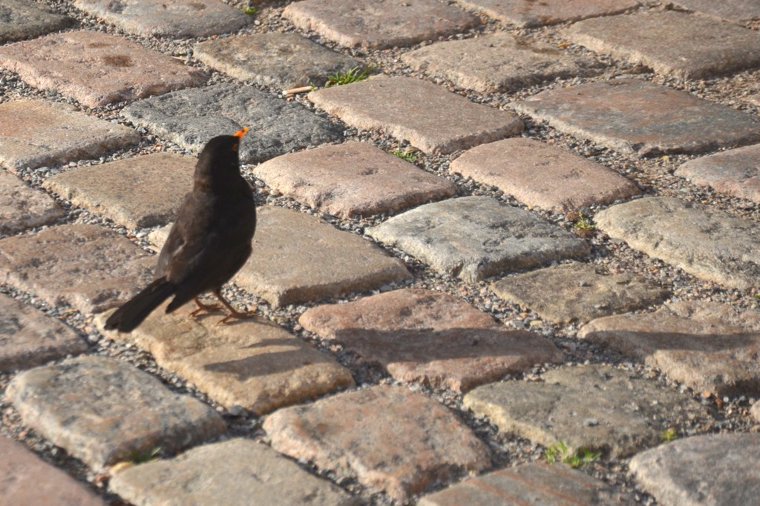 Åbningstider for Joe & The Juice JOE & THE JUICE – Aalborg FRIIS – Hvornår er der åbent og lukket? - 1