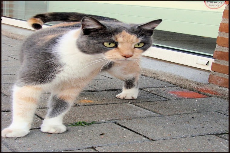 Åbningstider for Jyske Bank Aalborg – Hvornår er der åbent og lukket? - 1